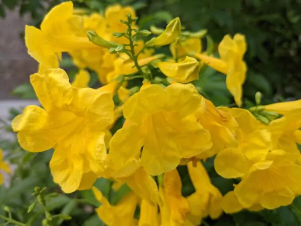 Tecoma stans / Stenolobium stans / Bignonia frutescens / Gelseminum stans - Yellow Trumpetbush, Yellow Bells, Yellow Trumpet Flower, Yellow Elder, Ginger-Thomas - Image 2