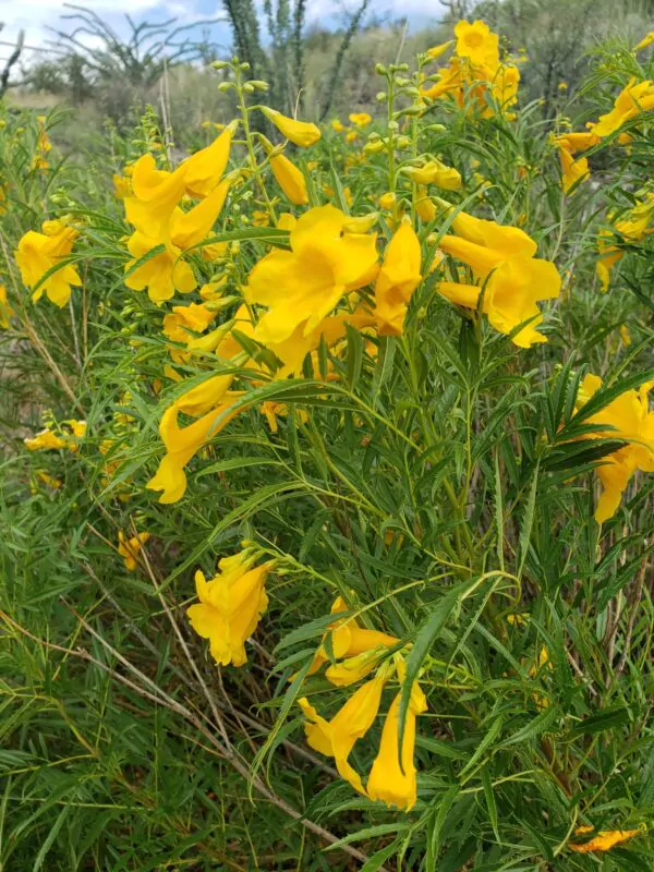 Tecoma stans / Stenolobium stans / Bignonia frutescens / Gelseminum stans - Yellow Trumpetbush, Yellow Bells, Yellow Trumpet Flower, Yellow Elder, Ginger-Thomas - Image 5