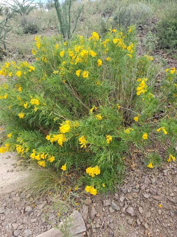 Tecoma stans / Stenolobium stans / Bignonia frutescens / Gelseminum stans - Yellow Trumpetbush, Yellow Bells, Yellow Trumpet Flower, Yellow Elder, Ginger-Thomas - Image 7