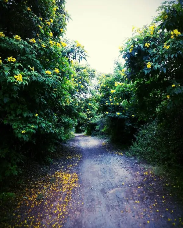 Tecoma stans / Stenolobium stans / Bignonia frutescens / Gelseminum stans - Yellow Trumpetbush, Yellow Bells, Yellow Trumpet Flower, Yellow Elder, Ginger-Thomas - Image 8