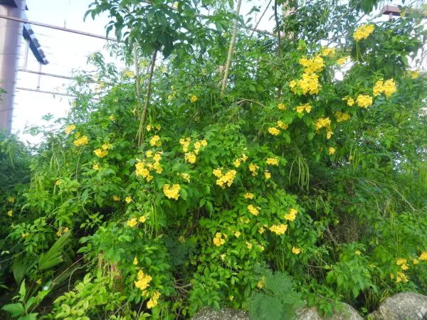 Tecoma stans / Stenolobium stans / Bignonia frutescens / Gelseminum stans - Yellow Trumpetbush, Yellow Bells, Yellow Trumpet Flower, Yellow Elder, Ginger-Thomas - Image 9