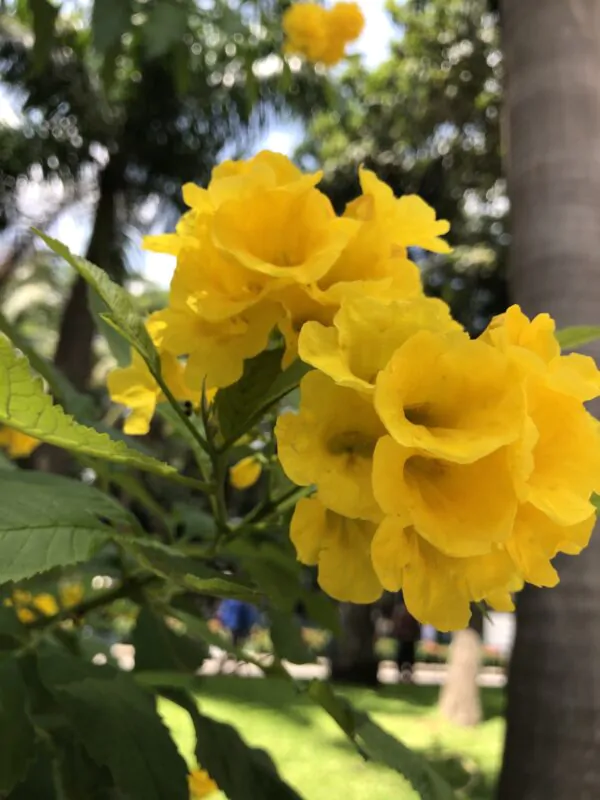 Tecoma stans / Stenolobium stans / Bignonia frutescens / Gelseminum stans - Yellow Trumpetbush, Yellow Bells, Yellow Trumpet Flower, Yellow Elder, Ginger-Thomas - Image 10